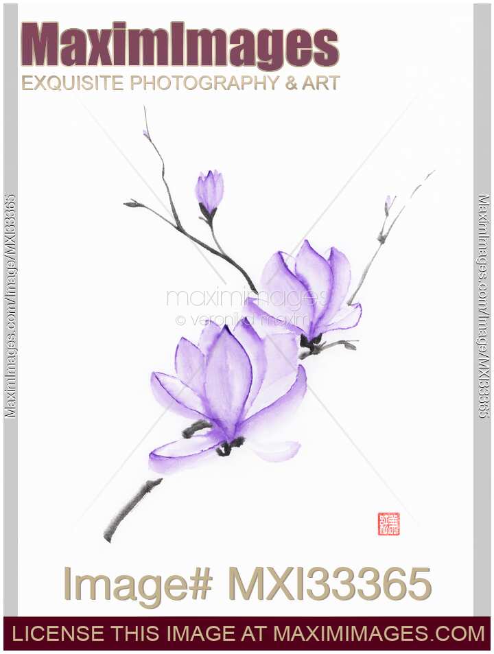 Fine art Zen sumi-e illustration of a magnolia branch with purple flowers