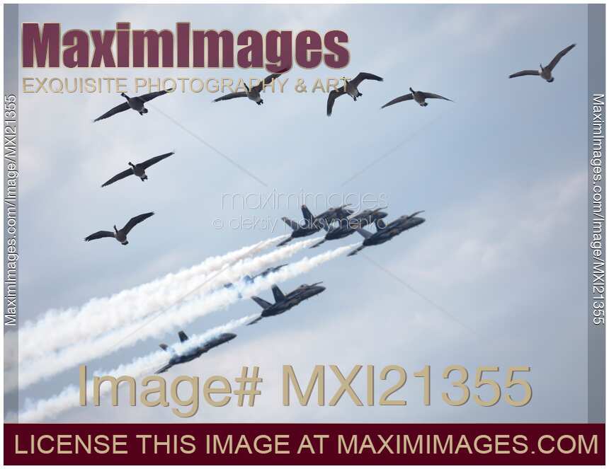 Flock of Canada Geese at Air Show