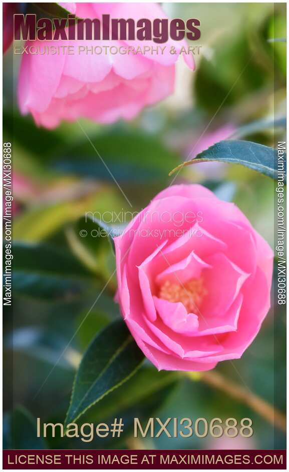 Flowers of Camellia Japonica Pink Perfection blossom