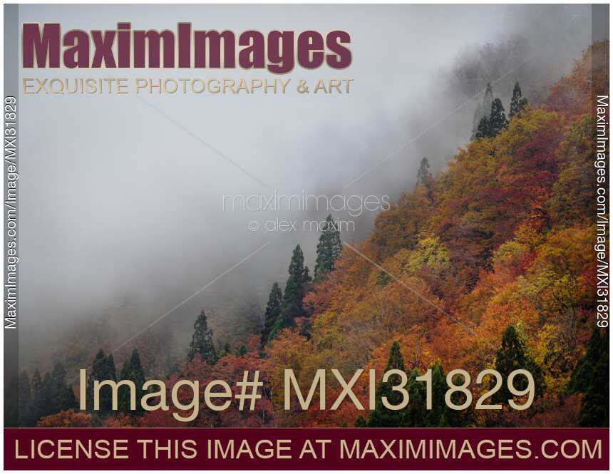 Forest covered in red autumn trees hidden by the morning fog abstract fall nature scenery