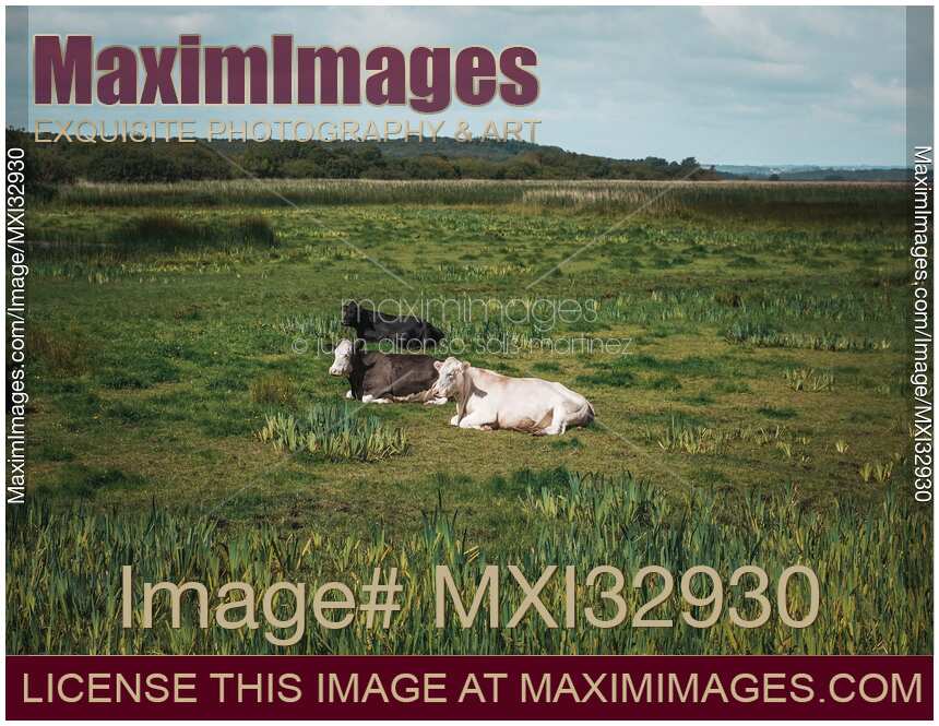 Free range cows resting in the grass of a farm field in Ireland