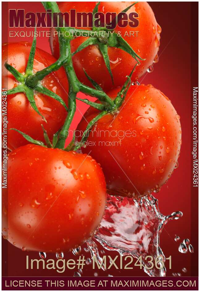Fresh juicy cluster tomatoes on the vine in water