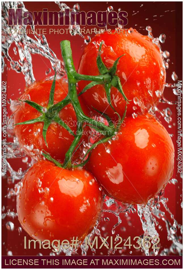 Fressh juicy tomatoes in a splash of water