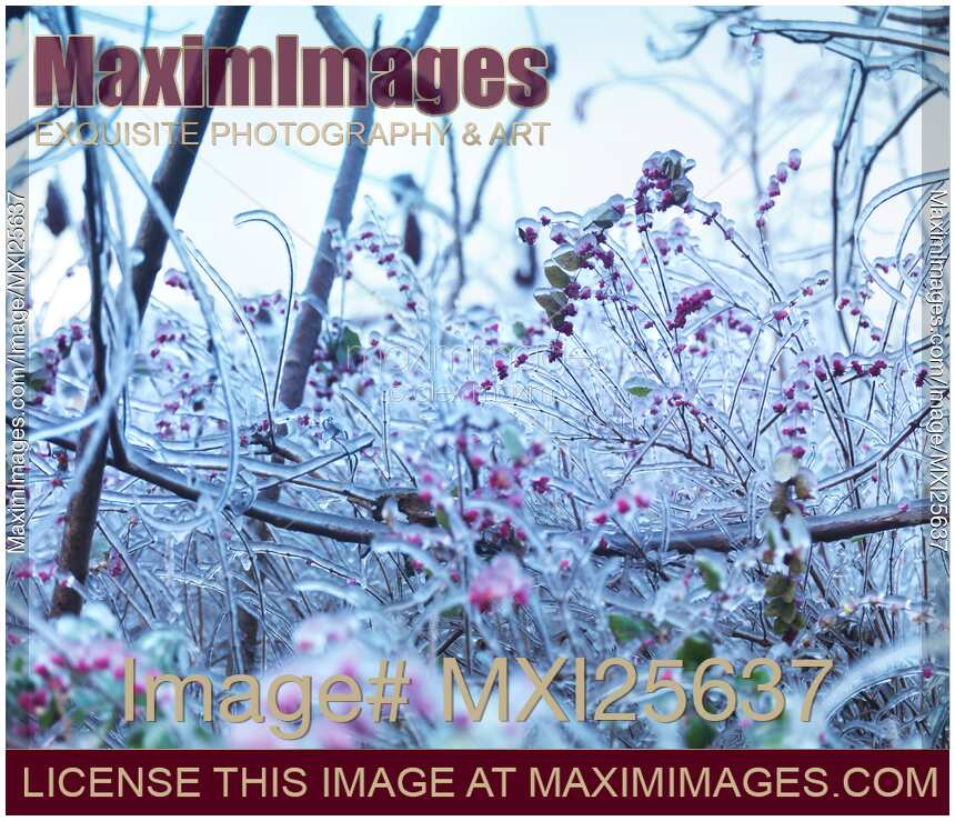 Frozen in ice nature