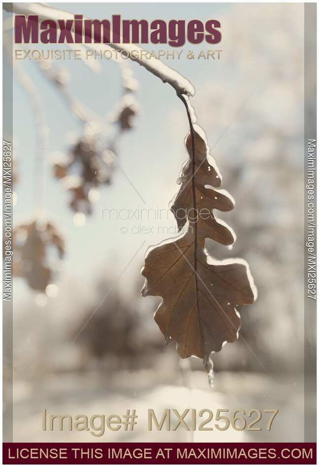 Frozen oak leaf abstract nature detail