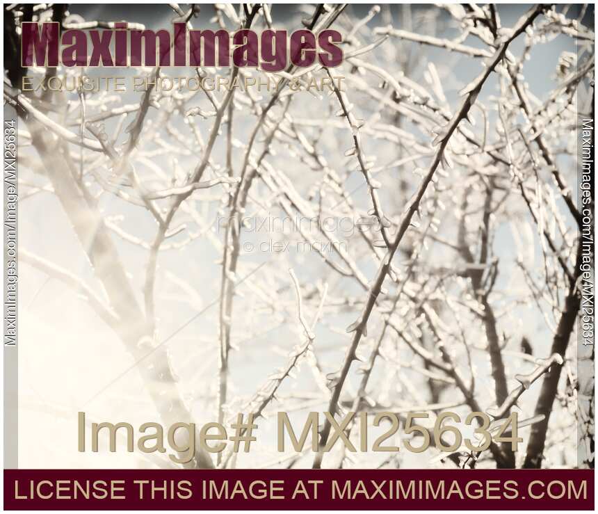 Frozen tree branches in winter