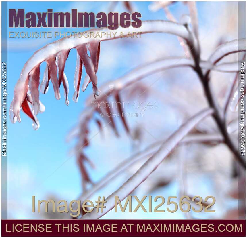 Frozen tree with red leaves against blue sky