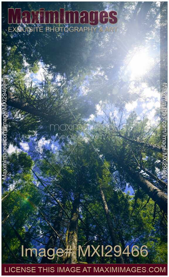 Glowing sunlight through Douglas Fir tree tops