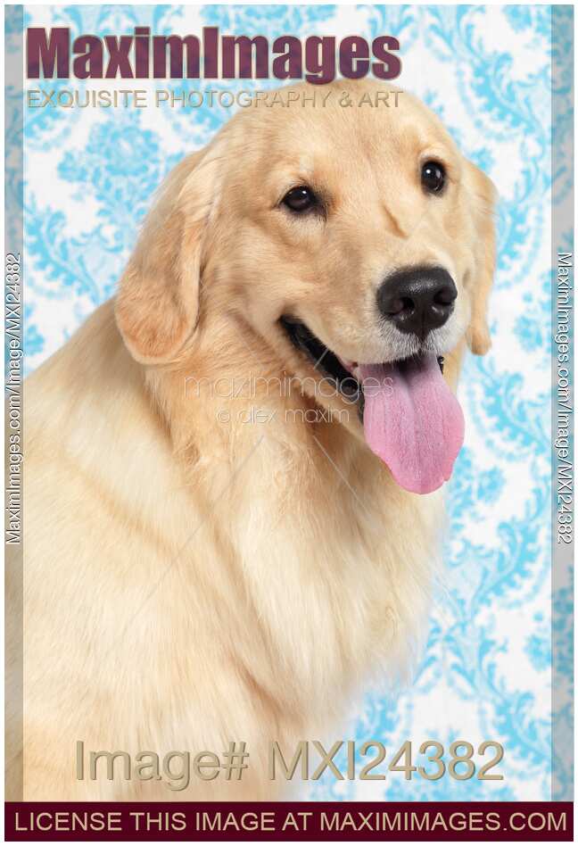Golden Retriever artistic portrait