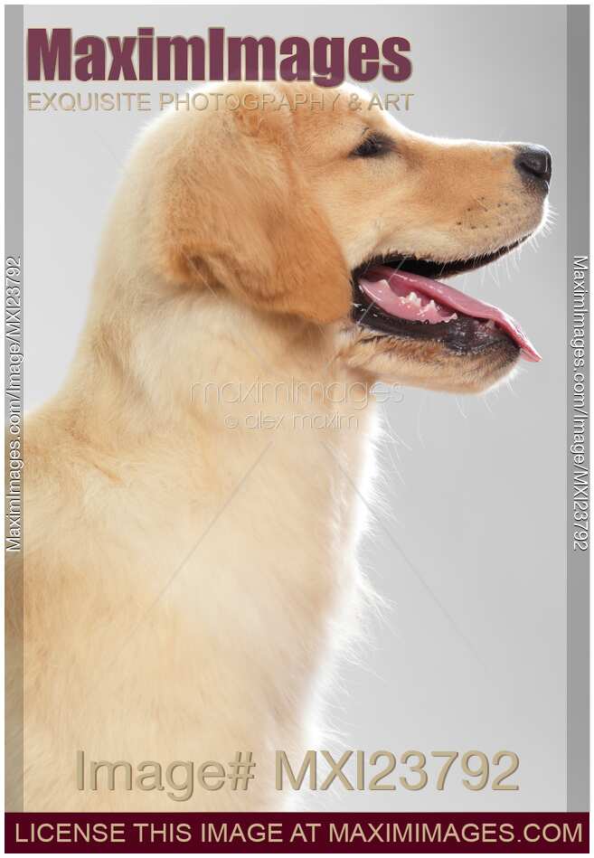 Golden Retriever Dog Puppy Side Profile