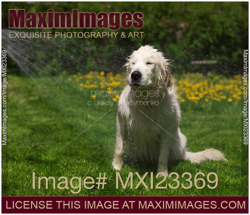 Golden Retriever Having a Bath