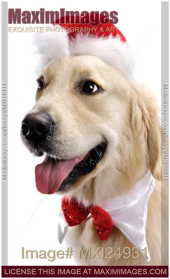 Golden Retriever in Santa Hat