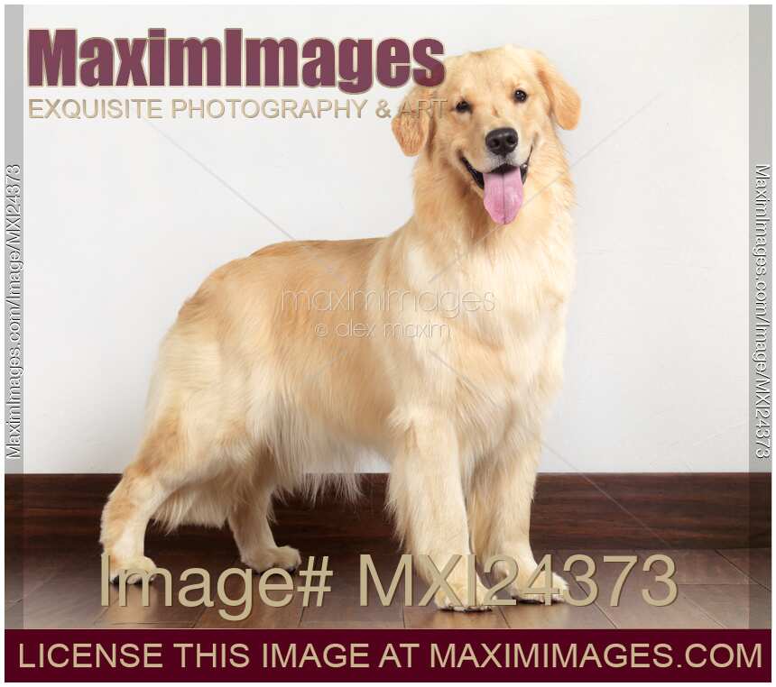 Golden Retriever indoors