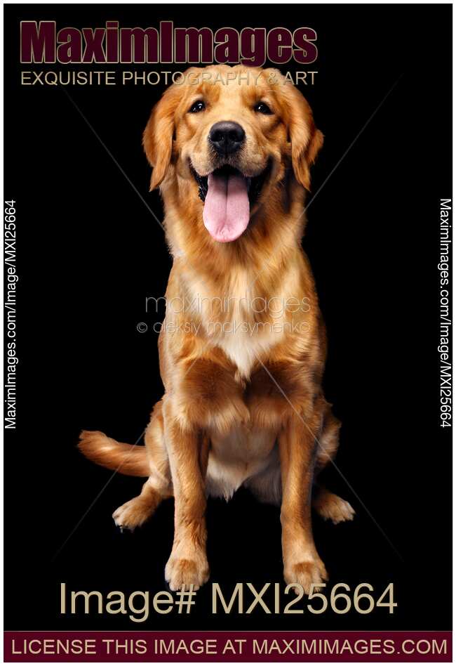 Golden Retriever on black background