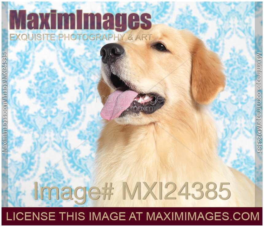 Golden Retriever portrait on blue background