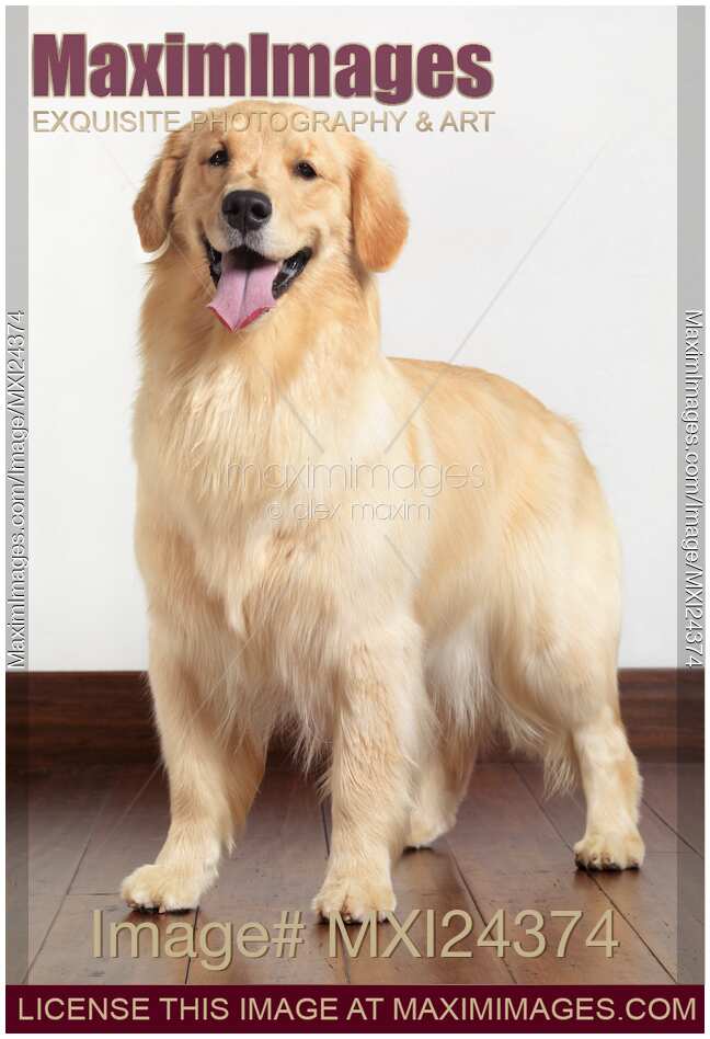 Golden Retriever portrait