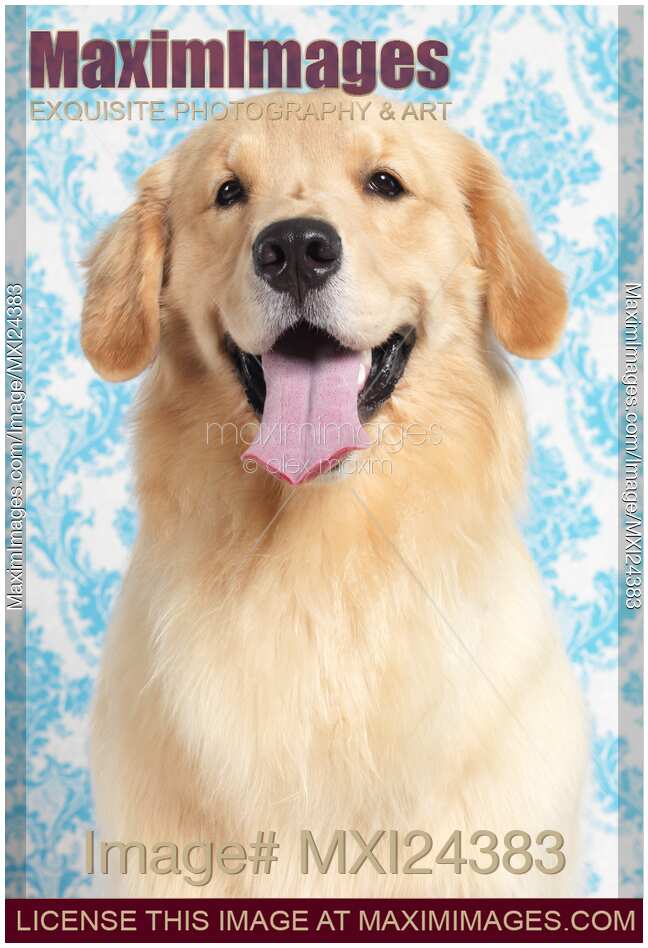 Golden Retriever puppy artistic portrait