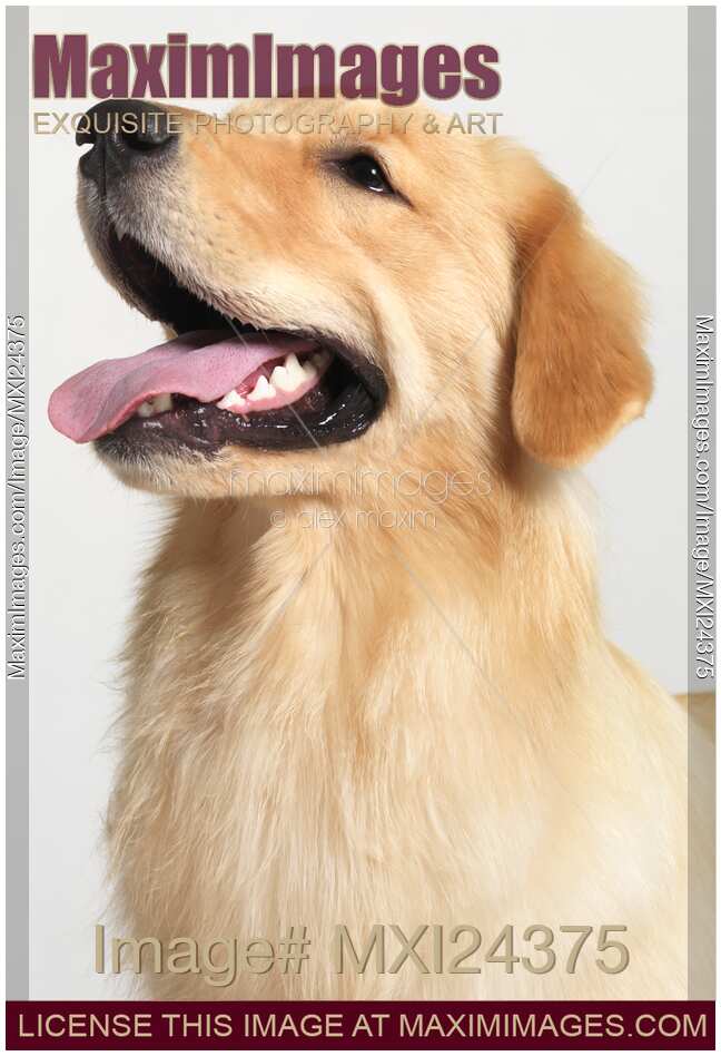 Golden Retriever puppy portrait