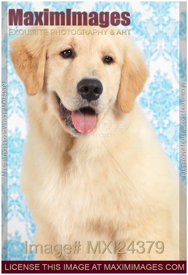 Golden Retriever puppy portrait