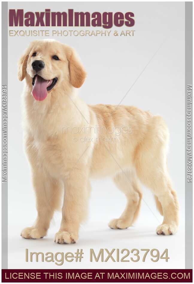 Golden Retriever Puppy