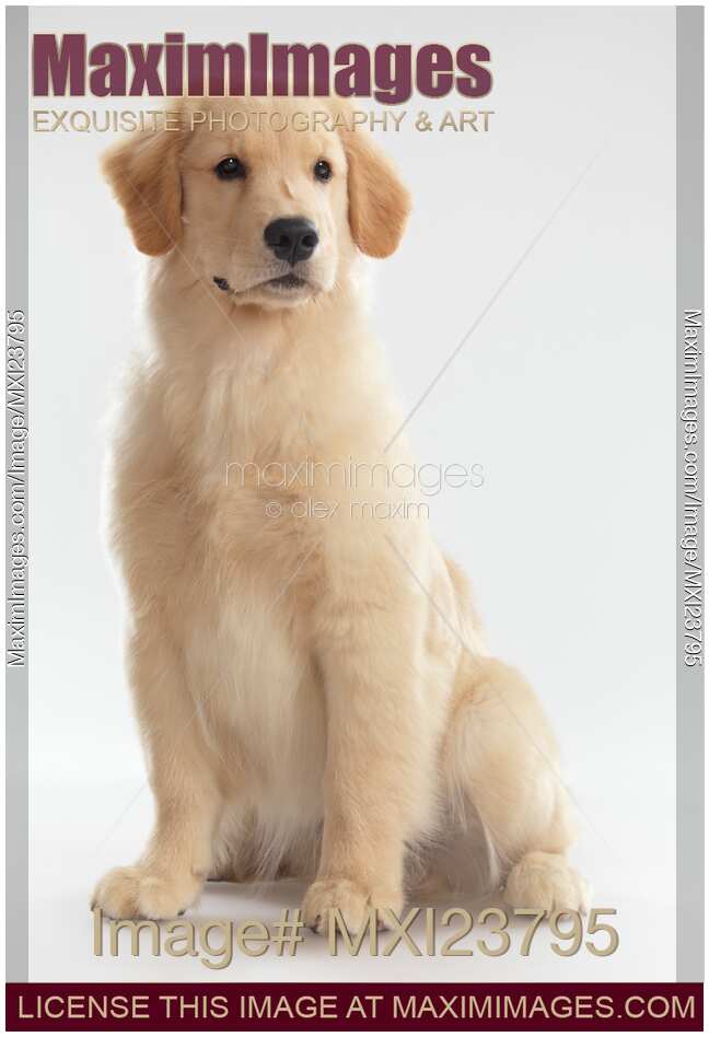 Golden Retriever Puppy