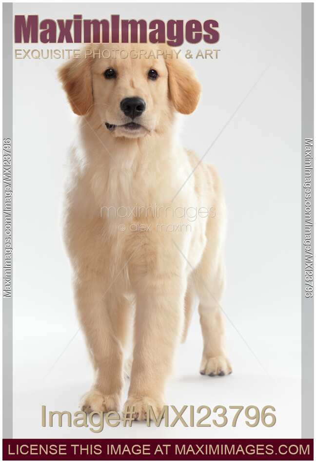 Golden Retriever Puppy
