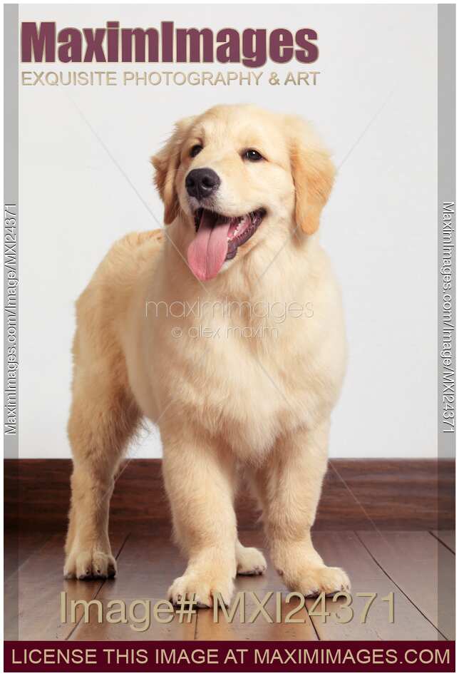Golden Retriever puppy