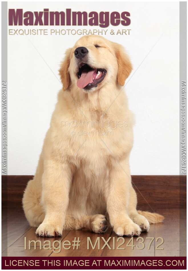 Golden Retriever puppy