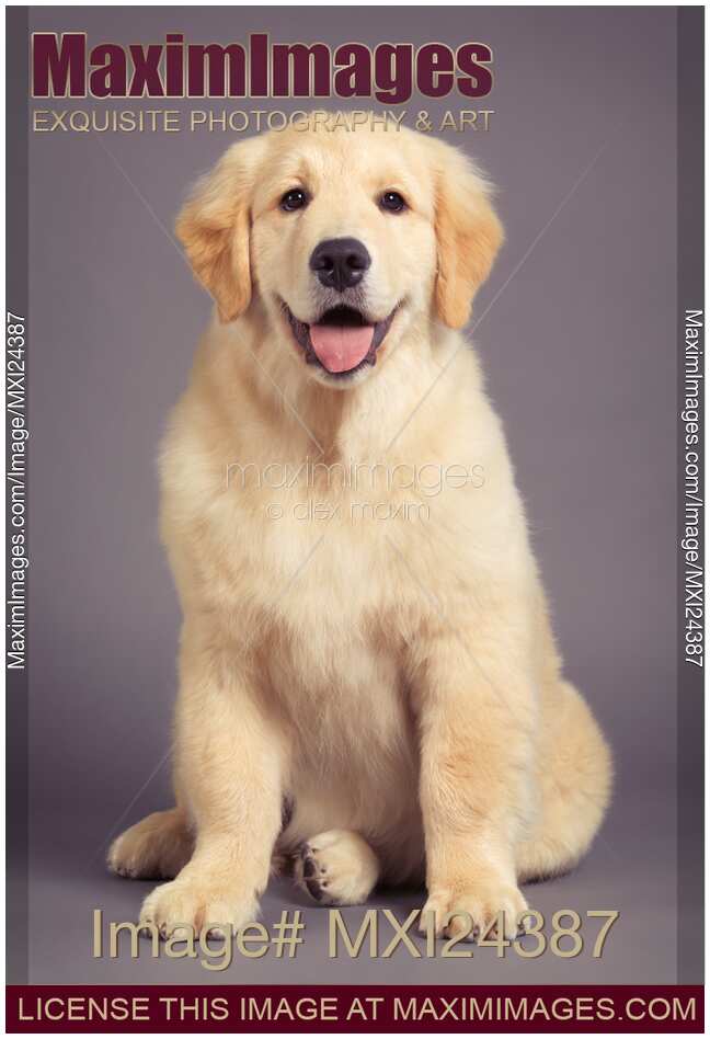 Photo Of Golden Retriever Puppy Studio Portrait Stock Image Mxi24387