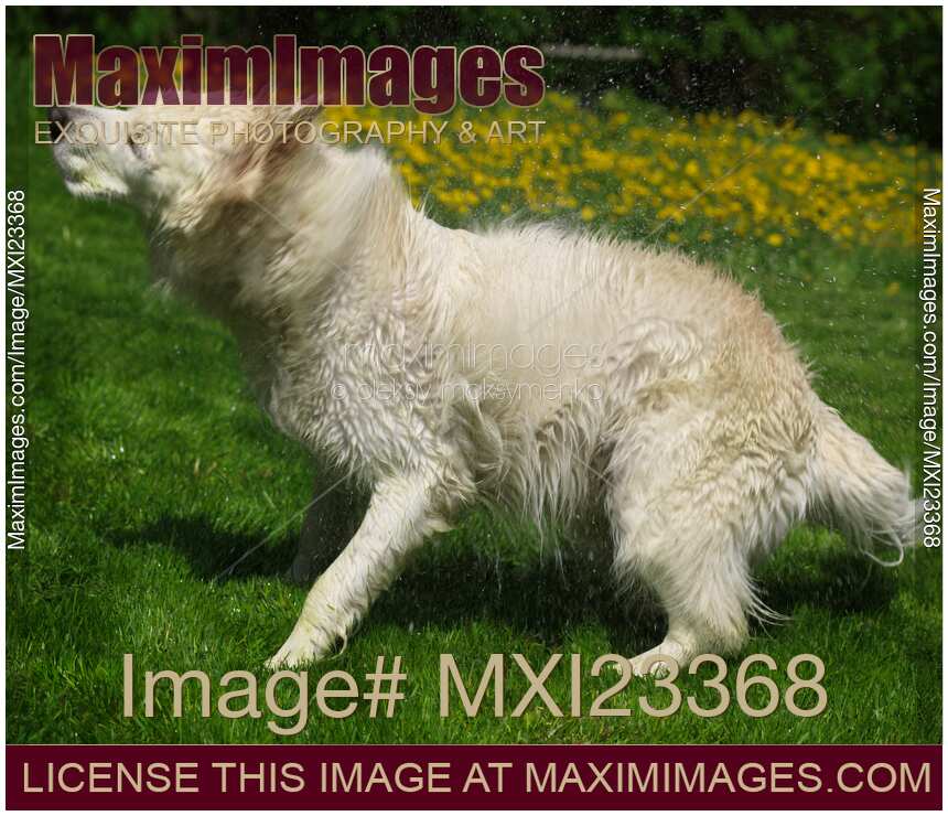 Golden Retriever Shaking Off Water