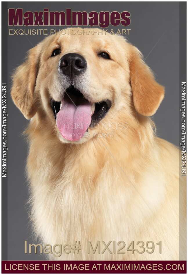 Golden Retriever studio portrait