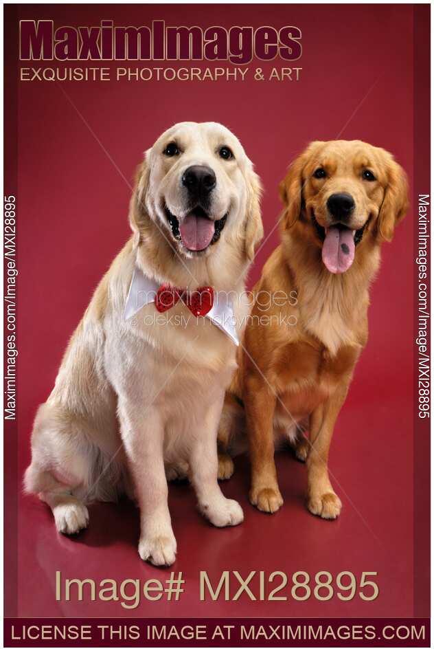 Golden Retrievers