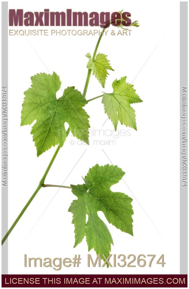 Grape vine closeup of green plant leaves isolated on white