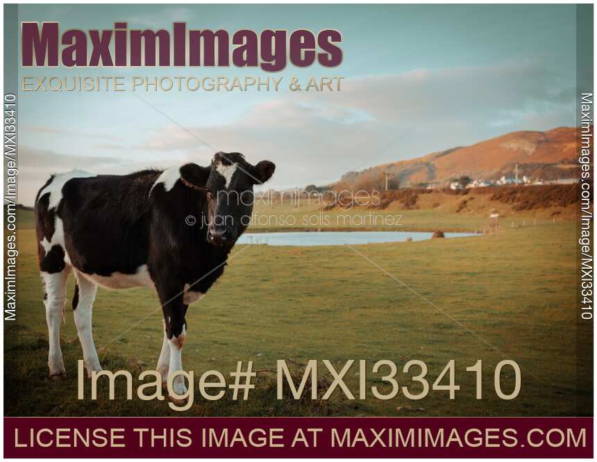 Grass fed cow at a farm field in Ireland nature scenery