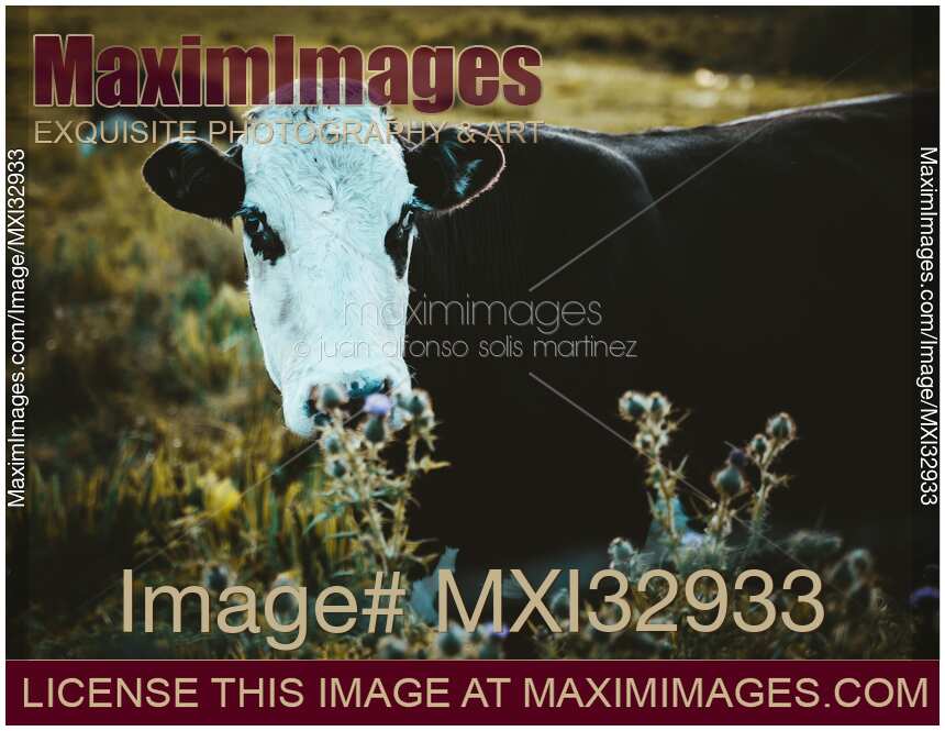 Grass fed cow at a farm field in Ireland