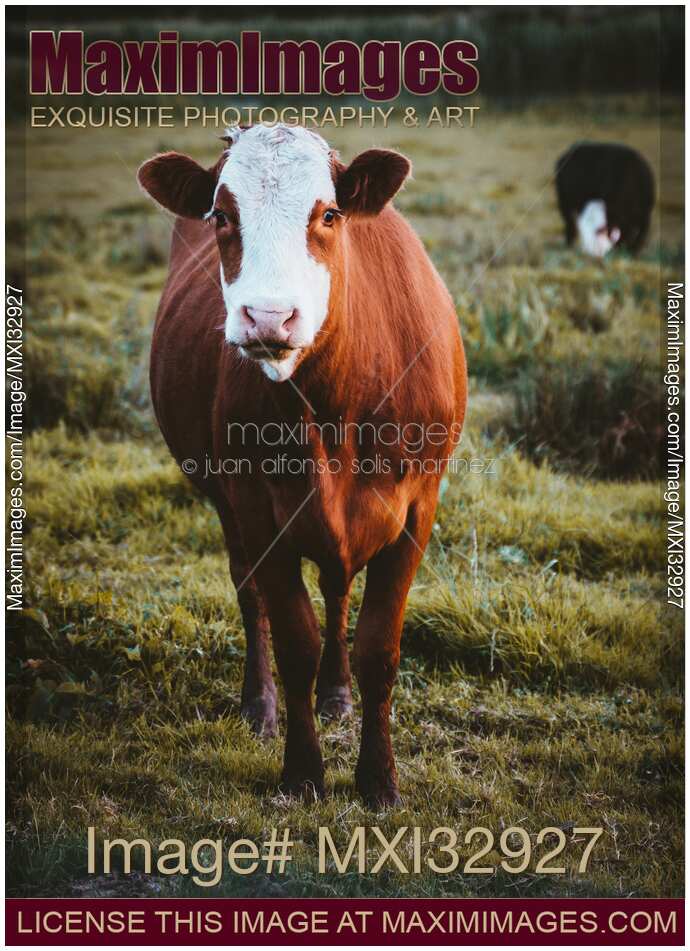 Grass fed free-range brown cow at a farm field