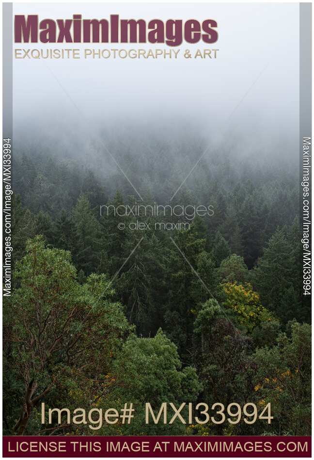Green fir forest covered in fog view from above nature scenery Vancouver Island
