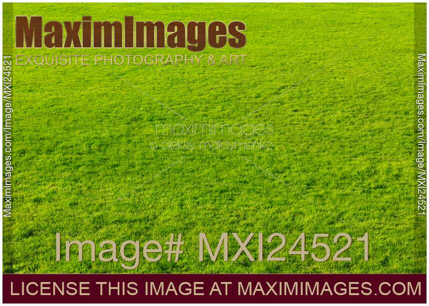 Green grass texture background