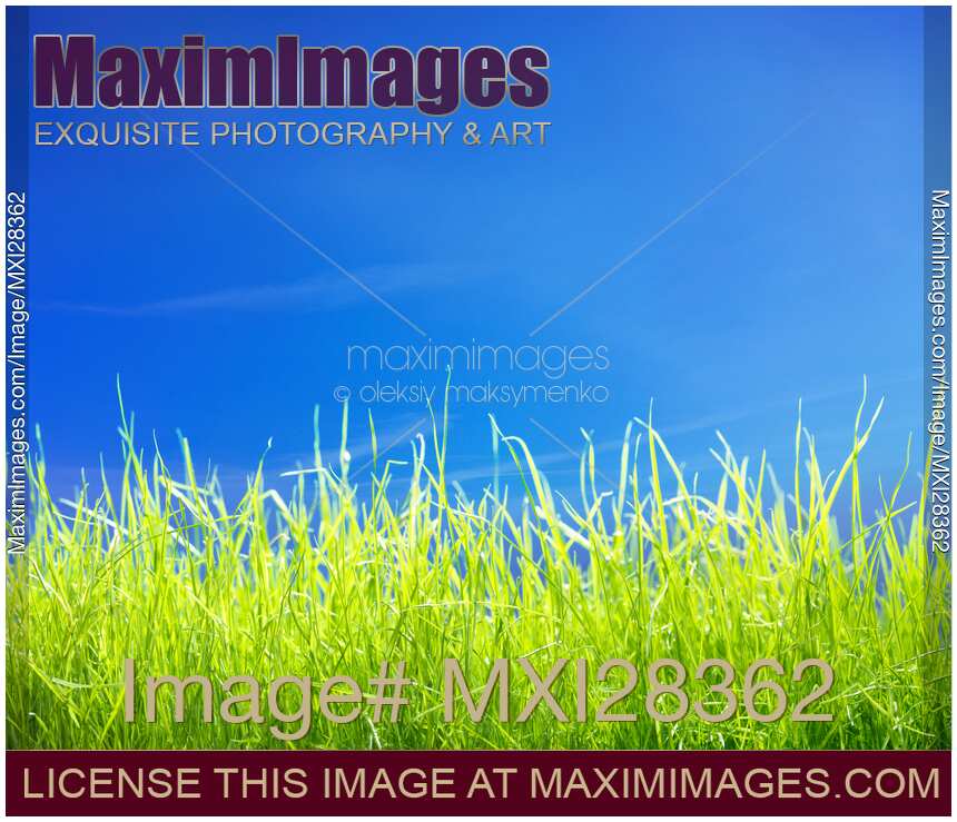 Green lawn grass under blue sky