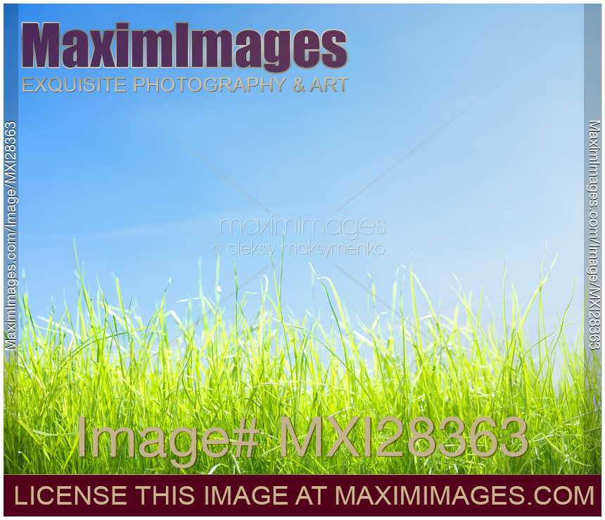 Green lawn grass under bright blue sky