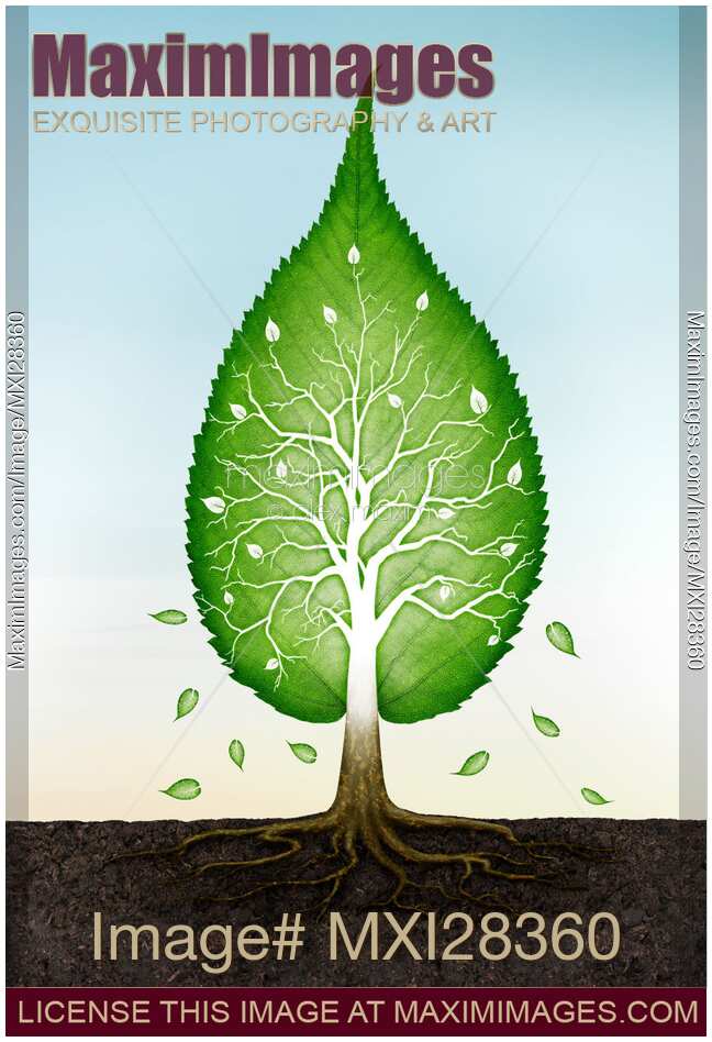 Green leaf shaped tree growing from earth concept