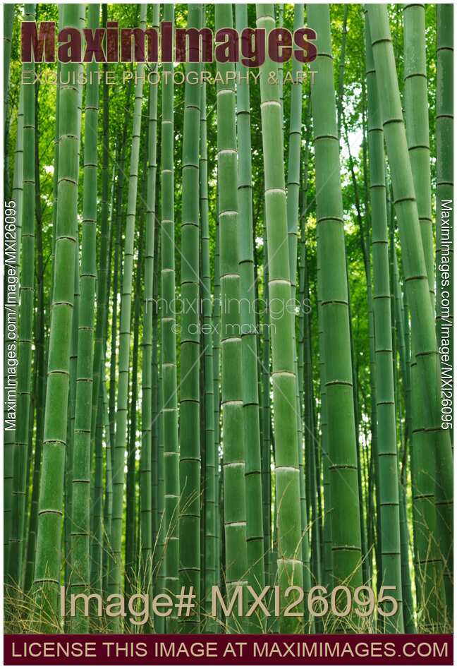 Green stems of bamboo forest