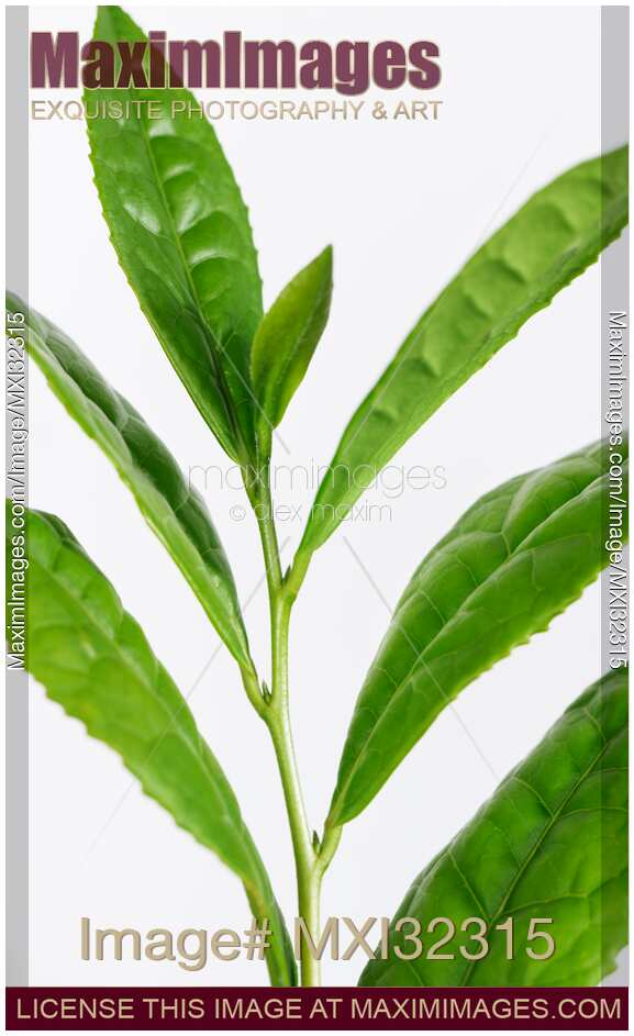 Green Tea leaves Camellia sinensis closeup of plant