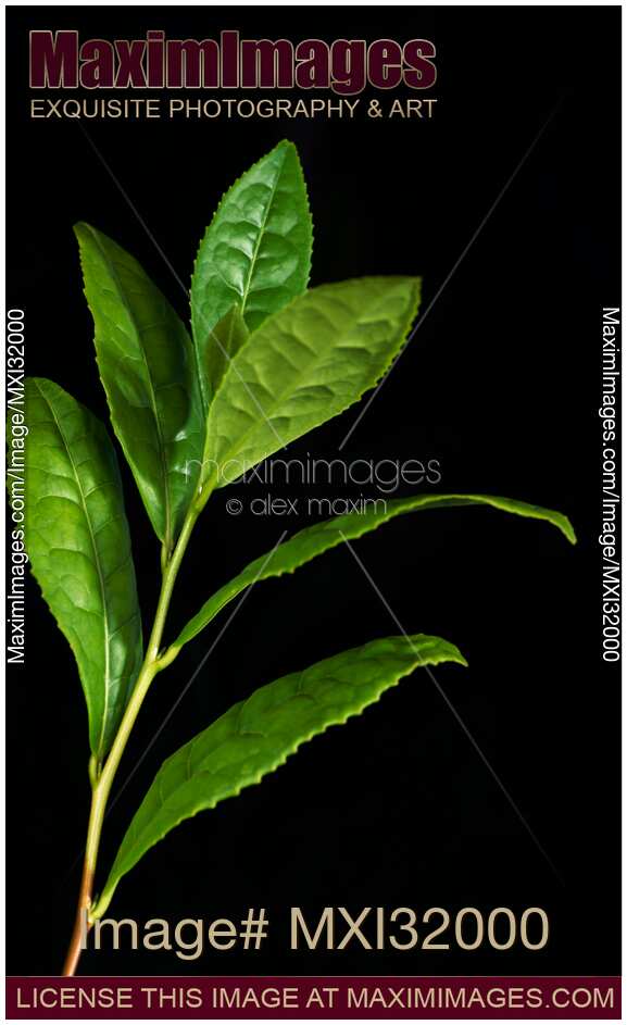Green Tea Tree leaves Camellia sinensis on black