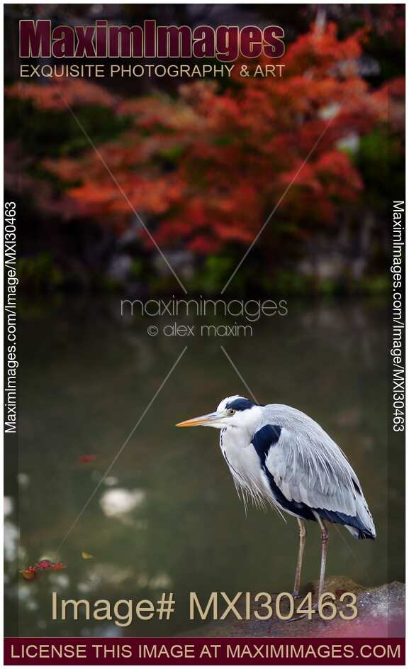 Grey heron standing by the pond in fall nature scenery