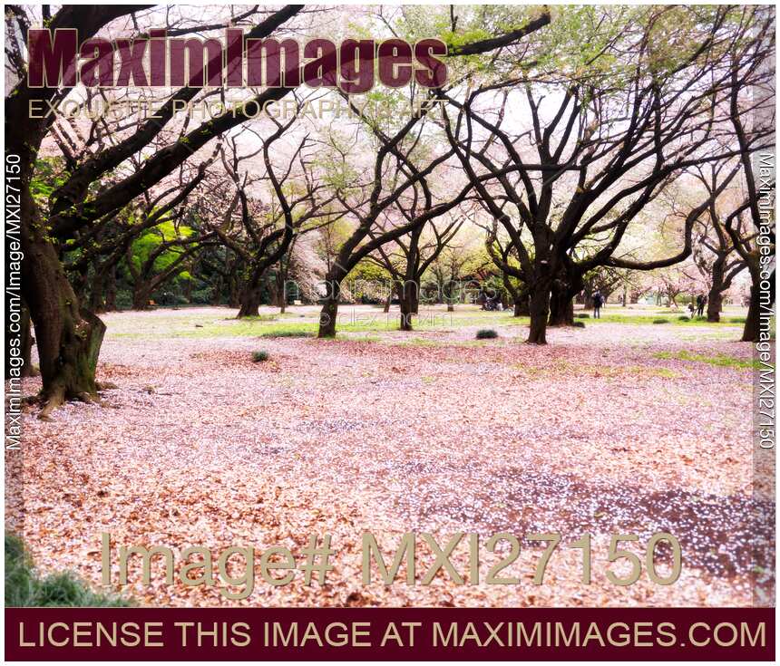 Gyoen National Garden cherry blossom Tokyo