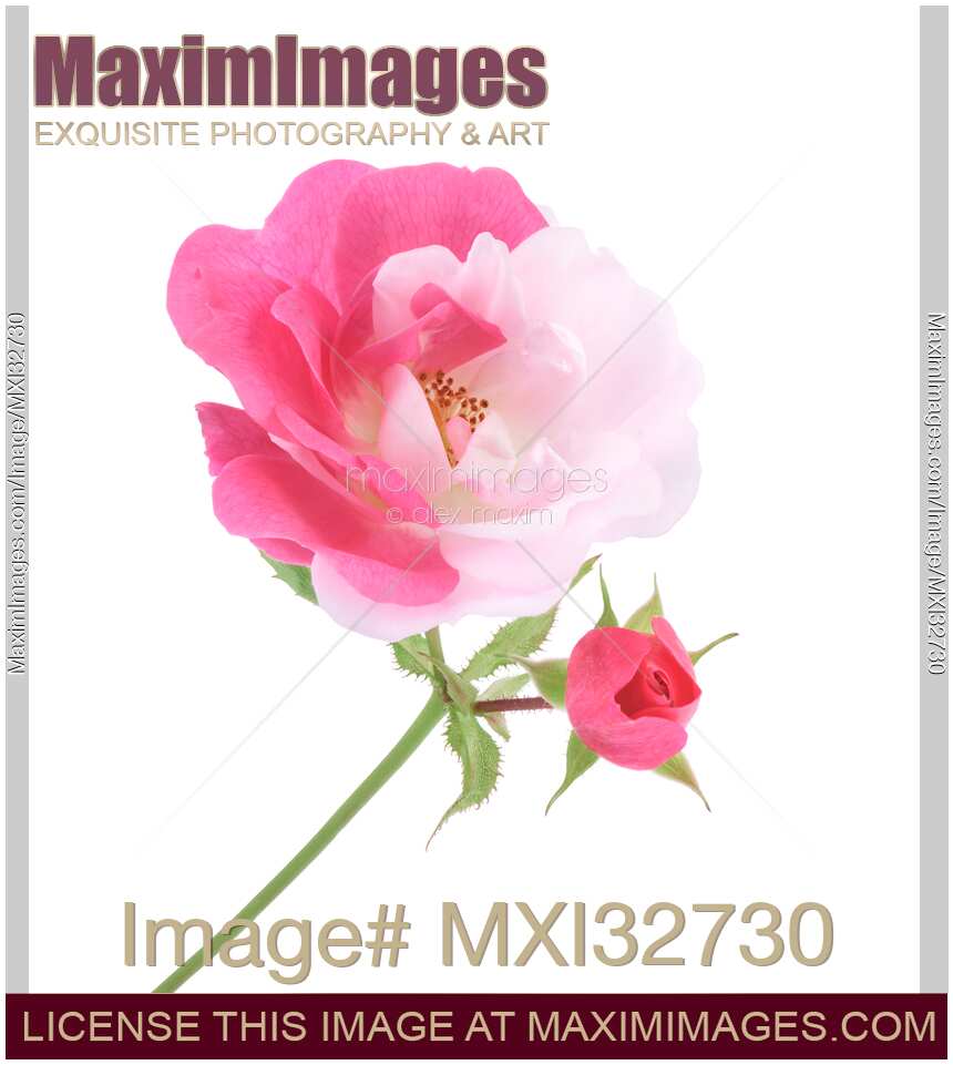Photo of Half pink half white Damask Rose bicolor sporting flower and a bud on a stem isolated