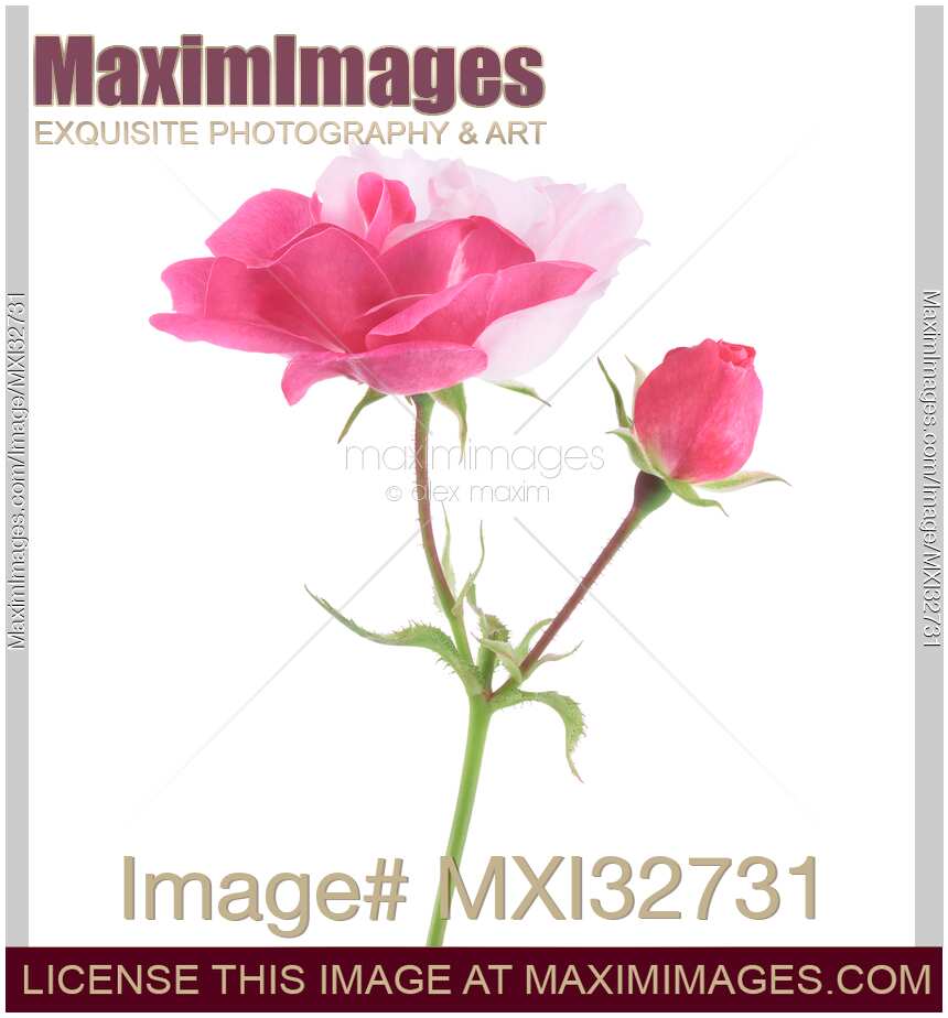Half pink half white Damask Rose flower and a bud on a branch isolated on white