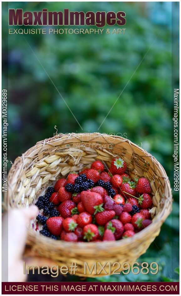 Hand holding a basket with home grown strawberries and other berries