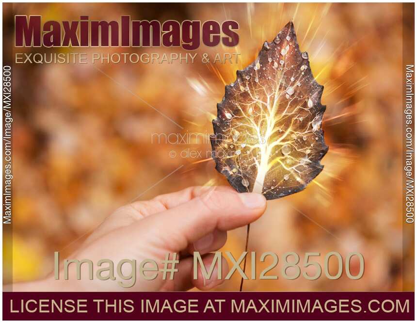 Hand holding leaf with tree inside nature fractals concept